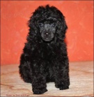 Pudl toy a trpasli�� �ern� s PP - kluci