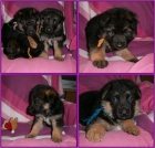 N�meck� ov��k �t��ata s PP