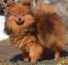 n�meck� �pic trpasli�� 