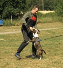 V�cvikov� t�bor pro Bulteriery