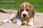 Beagle �t��ata s PP