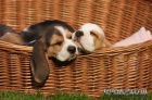 Beagle �t��ata s PP