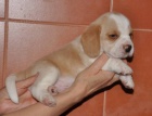 Beagle �t��ata s PP