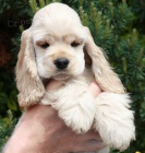 americk� kokr�pan�l