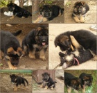 N�meck� ov��k �t��ata s PP