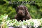 Flat Coated Retriever - �ern� a hn�d� �t��ata s PP