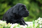 Flat Coated Retriever - �ern� a hn�d� �t��ata s PP