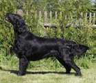 Flat Coated Retriever - �ern� a hn�d� �t��ata s PP