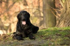 Flat Coated Retriever - �ern� a hn�d� �t��ata s PP