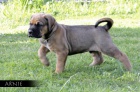 Tosa-Inu prodej �t���tek
