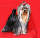 Jork��rsk� teri�r - �t���tka s PP