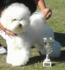 BI�ONEK-BICHON A POIL FRISE