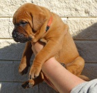 Tosa Inu - �t���tkka s PP