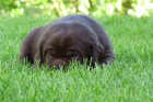�t��ata Labradorsk� retriever s PP - hn�d�, �lut�