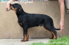 Beauceron - francouzsk� ov��k