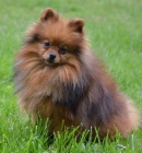 n�meck� �pic trpasli��