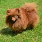 n�meck� �pic trpasli��