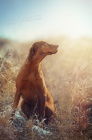 Vizsla - �t���ta Ma�arsk� oha�