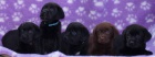 Labrador retriever s PP(�ern� a hn�d�-pejsci)
