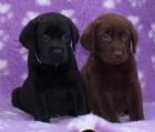 Labrador retriever s PP(�ern� a hn�d�-pejsci)