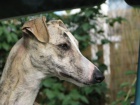 vipet , whippet kryt�