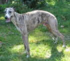 vipet , whippet kryt�