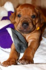 Rhodesian ridgeback-posledn� �tandartn� ps�k!