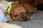 Rhodesian ridgeback-posledn� �tandartn� ps�k!