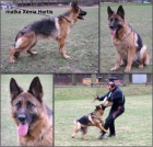 N�meck� ov��k �t��ata s PP