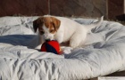 Jack Russell Teri�r - �t���tka s PP