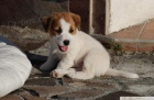 Jack Russell Teri�r - �t���tka s PP