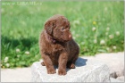 Labradorsk� retriever