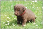 Labradorsk� retriever