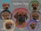 Rhod�sk� ridgeback - �t���tka s pp