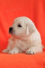 Zlat� retr�vr - golden retriever s PP �t��ata