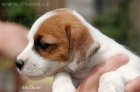 Jack Russell teri�r