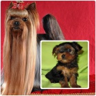 Jork��rek-�t���tko