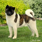 Americk� akita