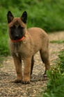 Belgick� ov��k malinois