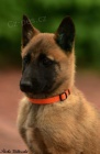 Belgick� ov��k malinois
