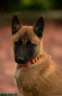 Belgick� ov��k malinois