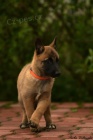 Belgick� ov��k malinois