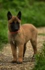 Belgick� ov��k malinois