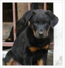 Prod�m �t�n� (pejsek) Beaucerona s PP