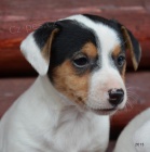 �t�n�tka jack russell terier