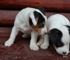 �t�n�tka jack russell terier