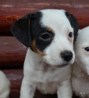 �t�n�tka jack russell terier
