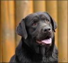 Labradorsk� retr�vr-�okol�dov� a �ern� �t�n�tka s PP