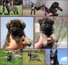 N�meck� ov��k �t��ata s PP