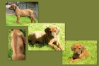 Rhodesk� ridgeback s PP